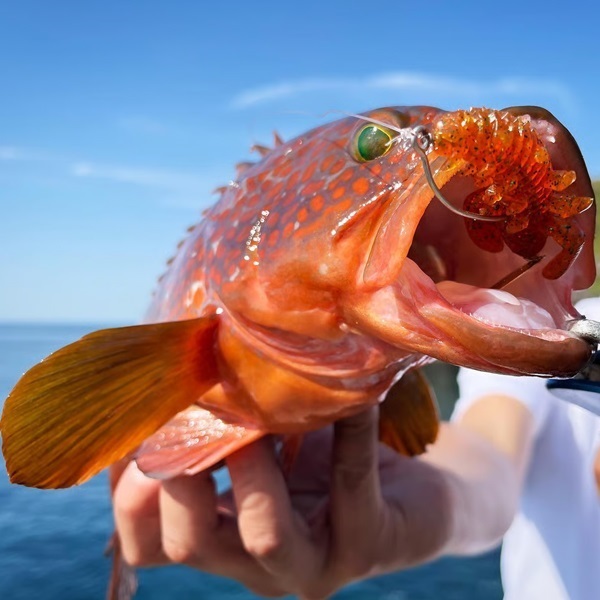 ハタ喰い.蟲 2.0インチ